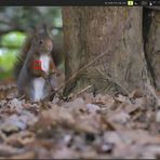 Surprised Squirrel ( Screenshot of an unedited Raw)