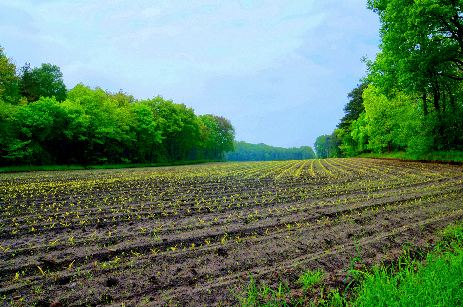 Surreal Bauernhood