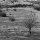 Surreal Tree