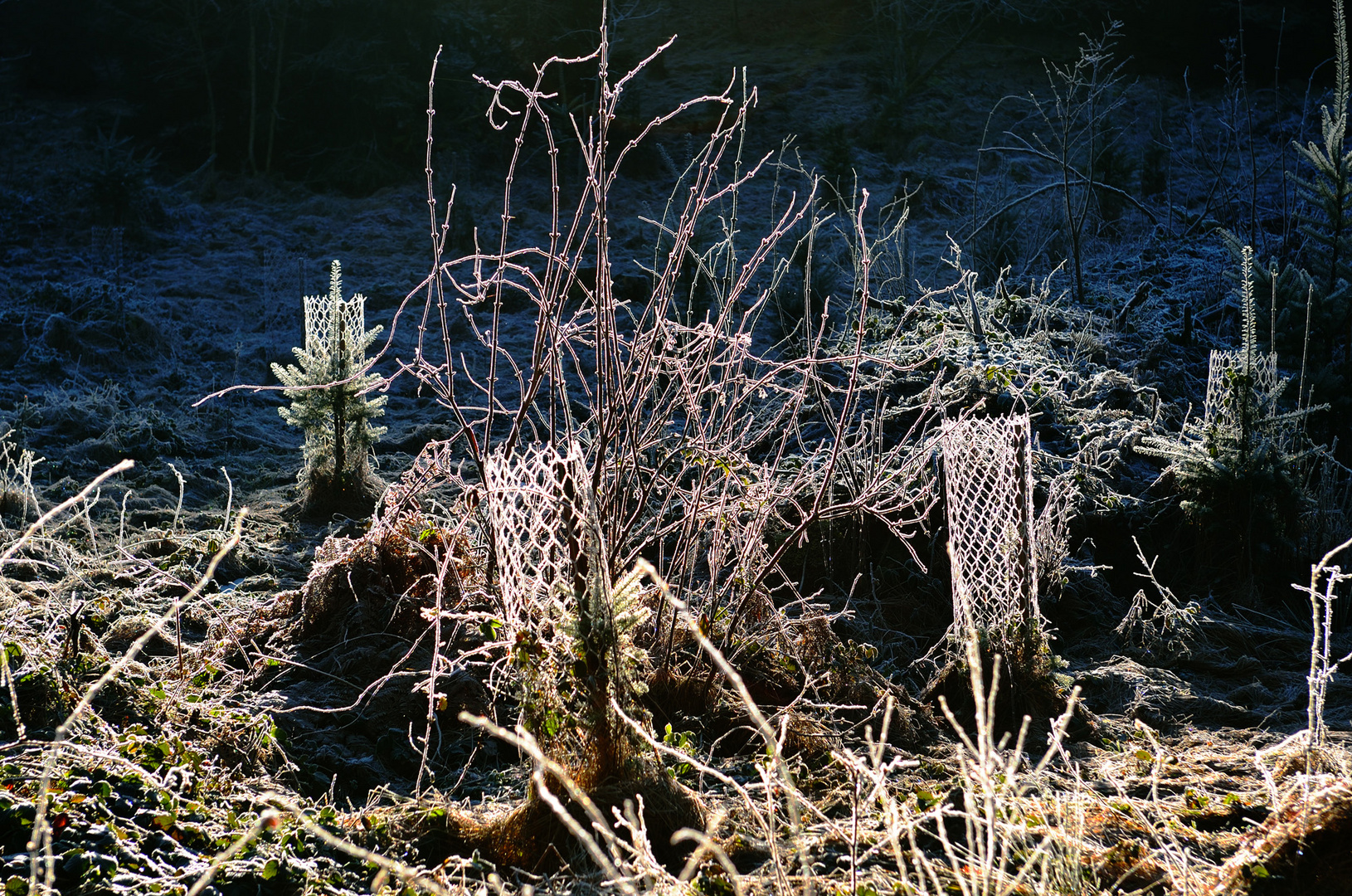 Surreale Stimmung - Waldlichtung früh am Morgen