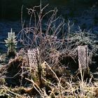 Surreale Stimmung - Waldlichtung früh am Morgen