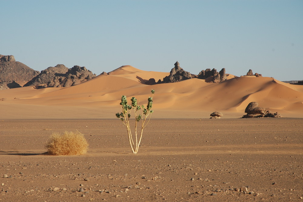 Surreale Wüstenlandschaft