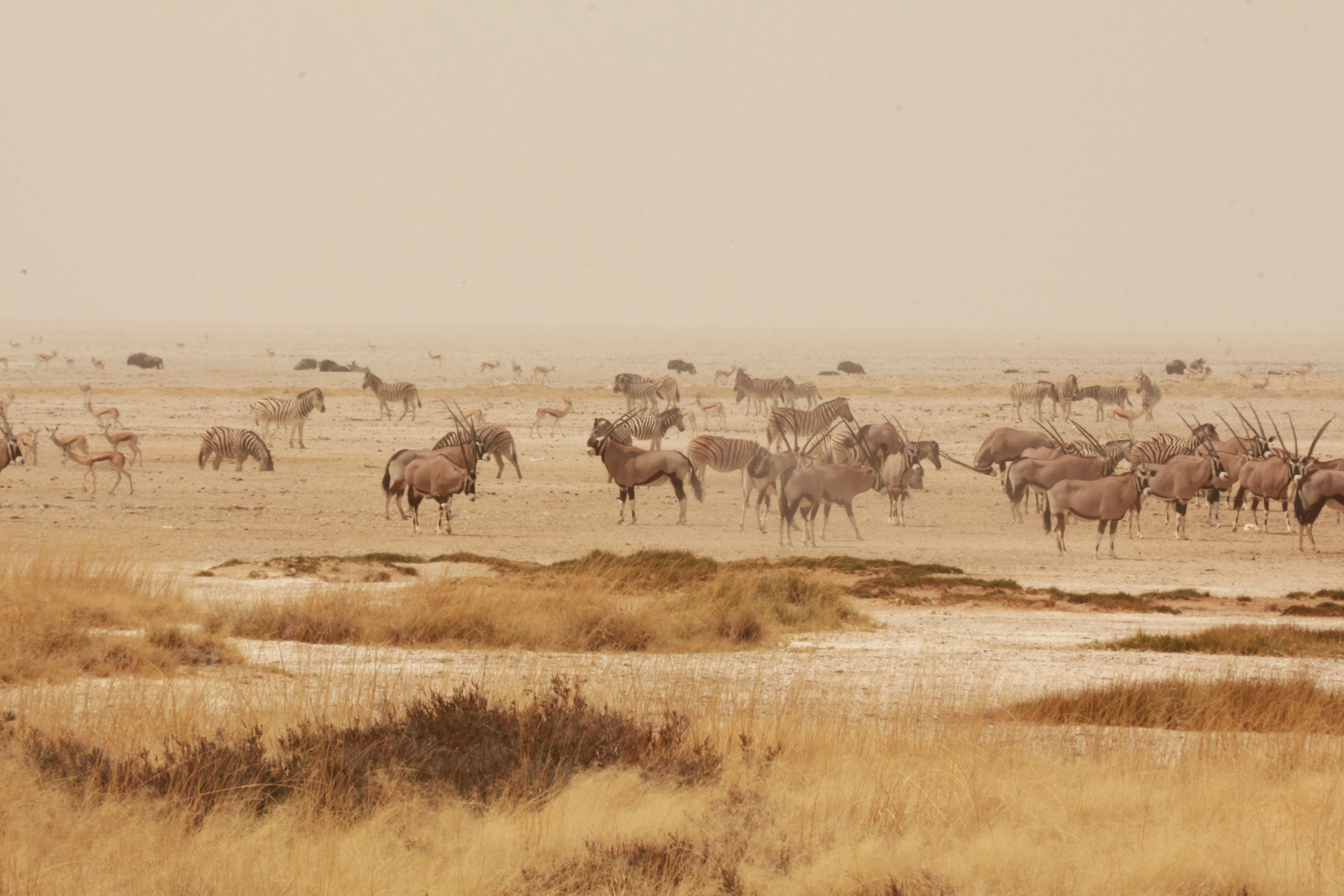 Surreales Licht im Etosha NP