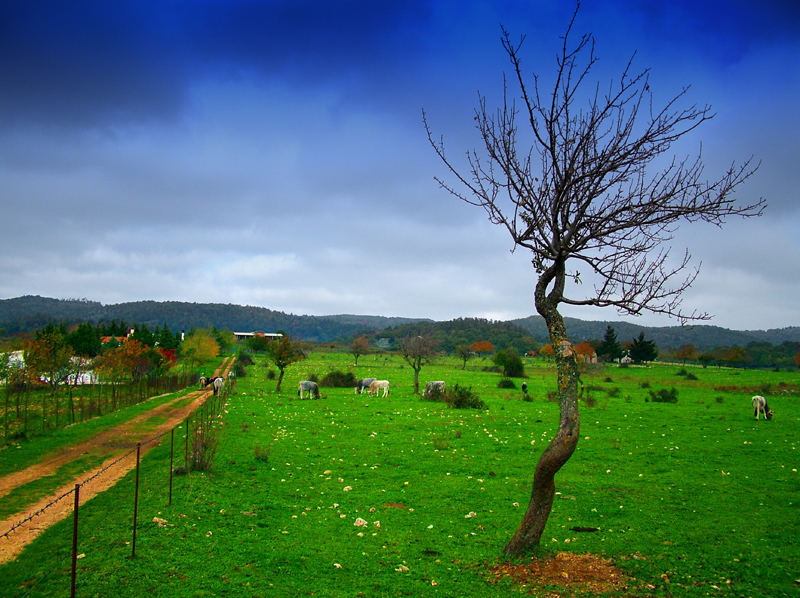 Surrealismo -Francesco Margarita - L'albero della vita -