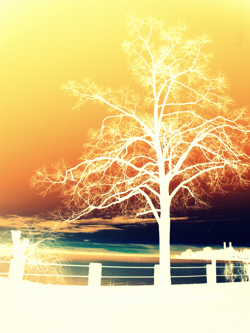 ~ surrealistic tree ~