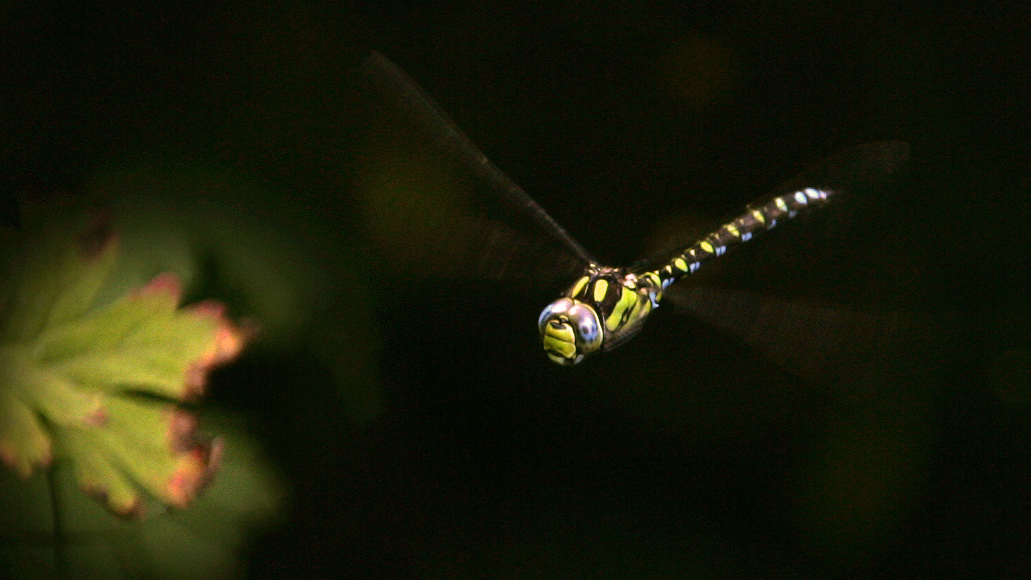 Surrealistische Libelle   .