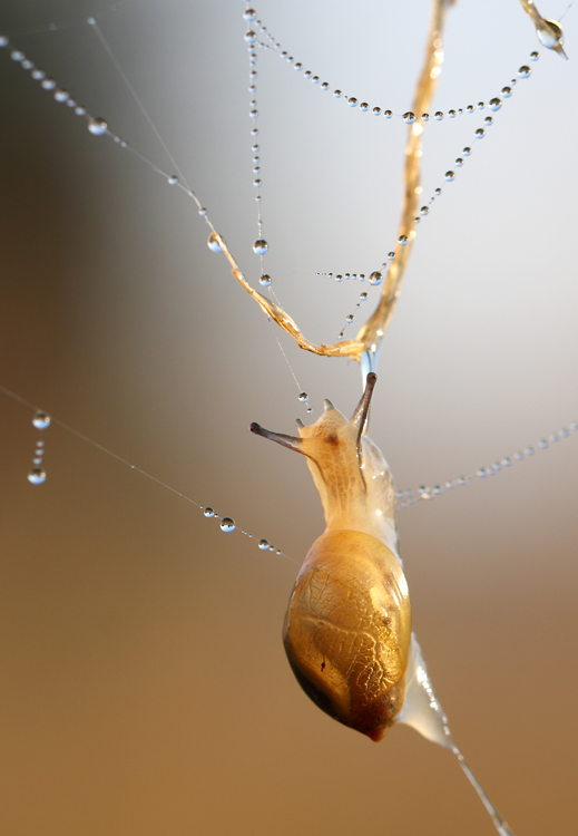 surrealistische Natur