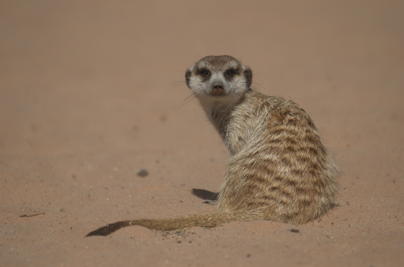 Surricate - Erdmännchen in der Kalahari