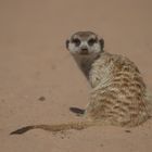 Surricate - Erdmännchen in der Kalahari