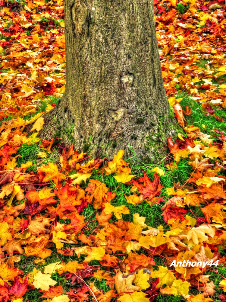 Surrounded by Autumn