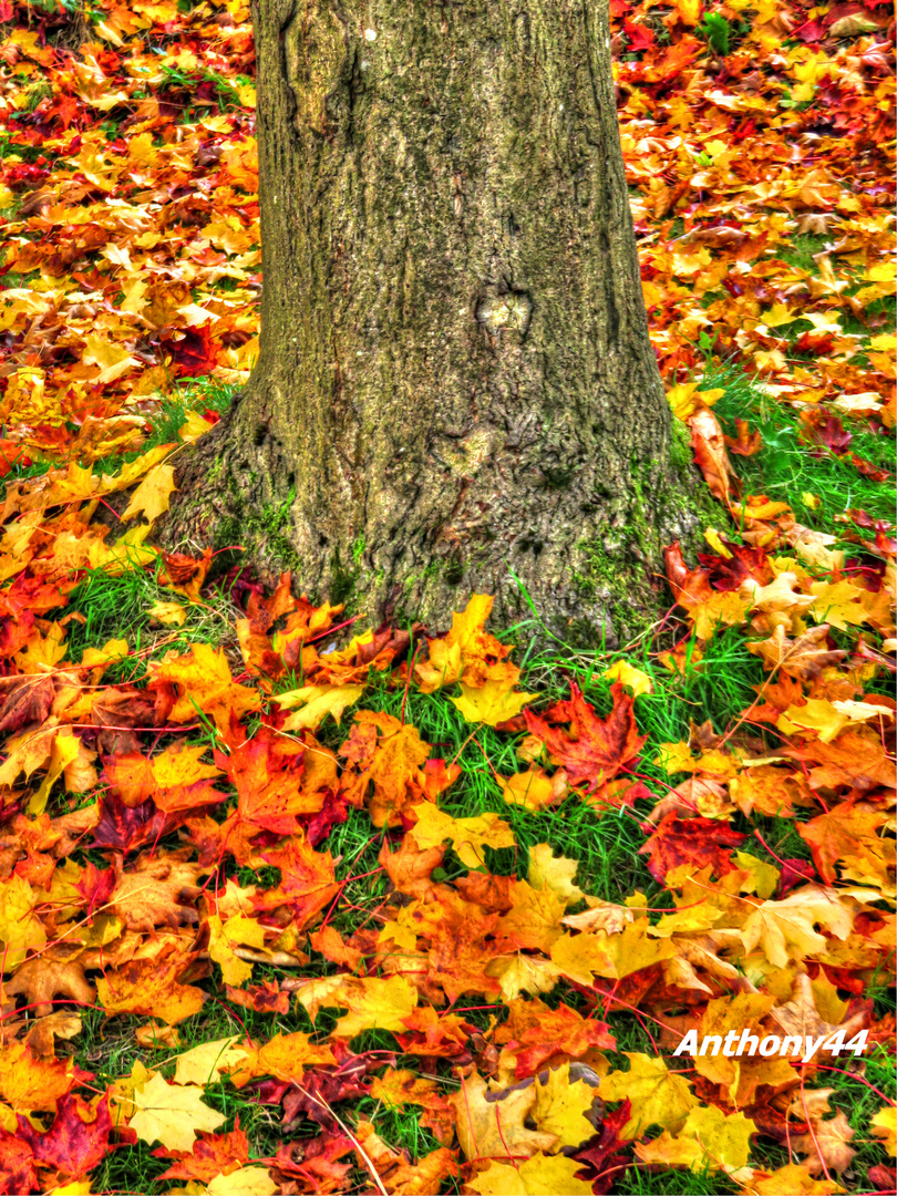 Surrounded by Autumn