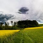 surrounding the rape field