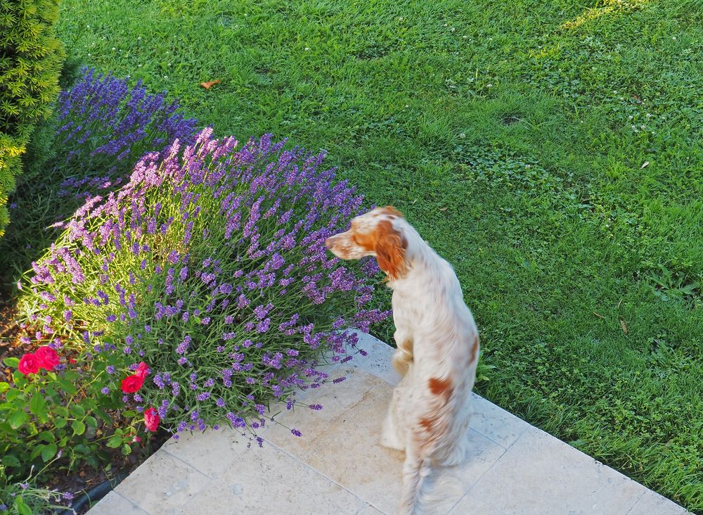 Surveillance dans le jardin