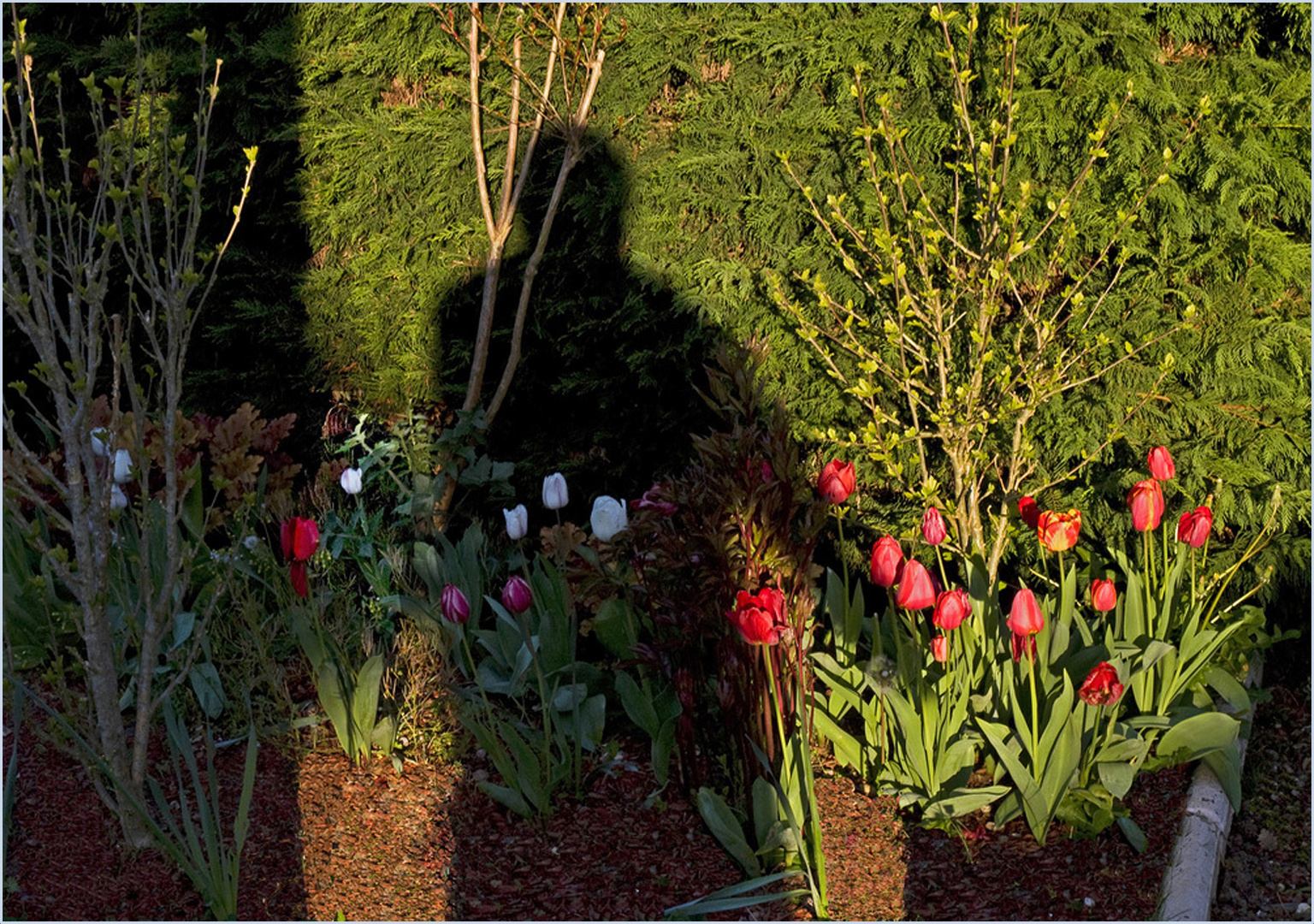 Surveiller la pousse des tulipes au soleil du matin  