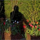 Surveiller la pousse des tulipes au soleil du matin  