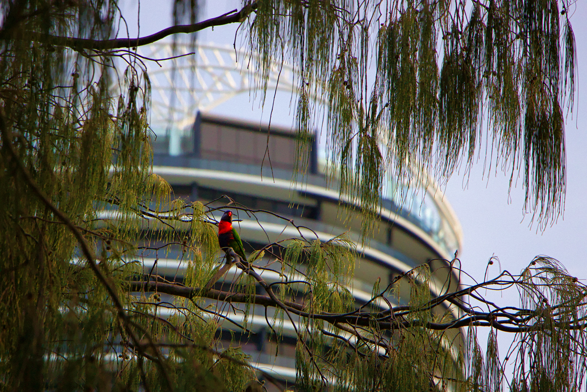 Survers Paradise I - Gold Coast / Australien