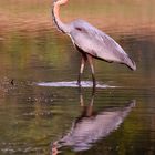 Surveying the river for fish