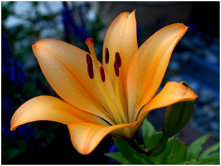 *surviving lily* ;-)