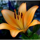 *surviving lily* ;-)