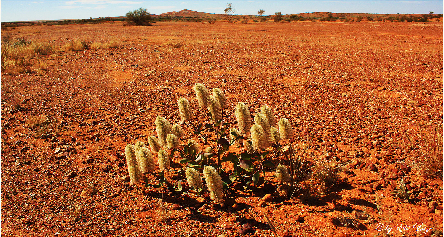 * surviving on bare ground *