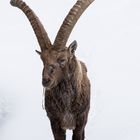 Survivre jusqu'à la fin de l'hiver.