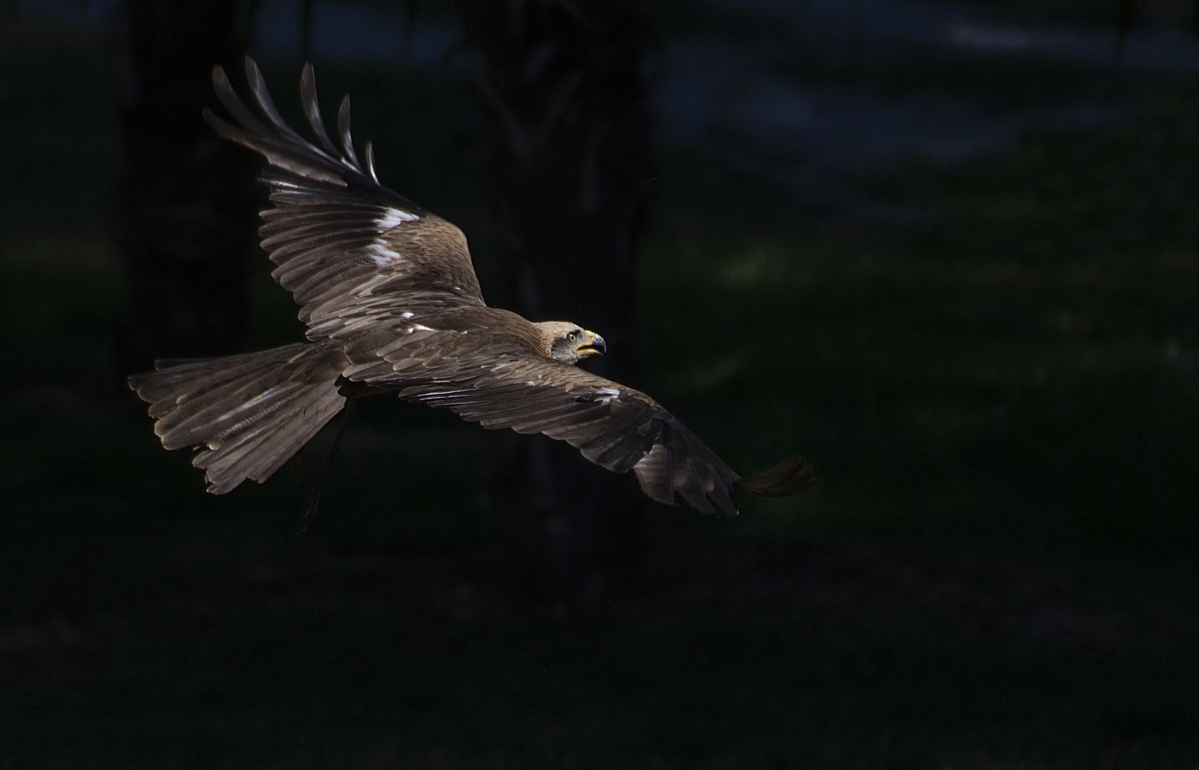 Survol (Aquila chrysaetos, aigle royal)