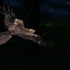 Survol (Aquila chrysaetos, aigle royal)