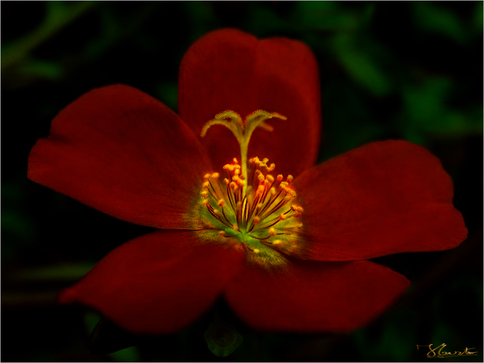 SUS PETALOS Y ......EL OASIS