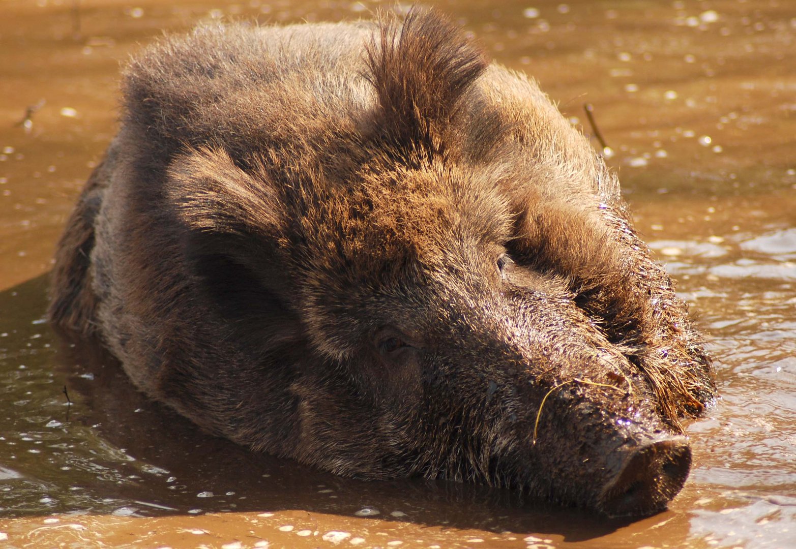 Sus Scrofa - Das Schwarzwild