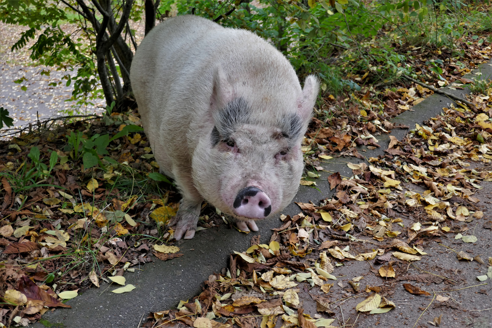 Sus scrofa domesticus, m/w/d, mit Schweinsäuglein, ... 