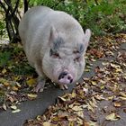 Sus scrofa domesticus, m/w/d, mit Schweinsäuglein, ... 