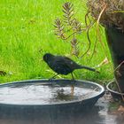 (Susanna) Amsel im Bade.       DSC_0004