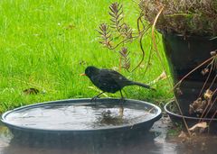 (Susanna) Amsel im Bade.       DSC_0004