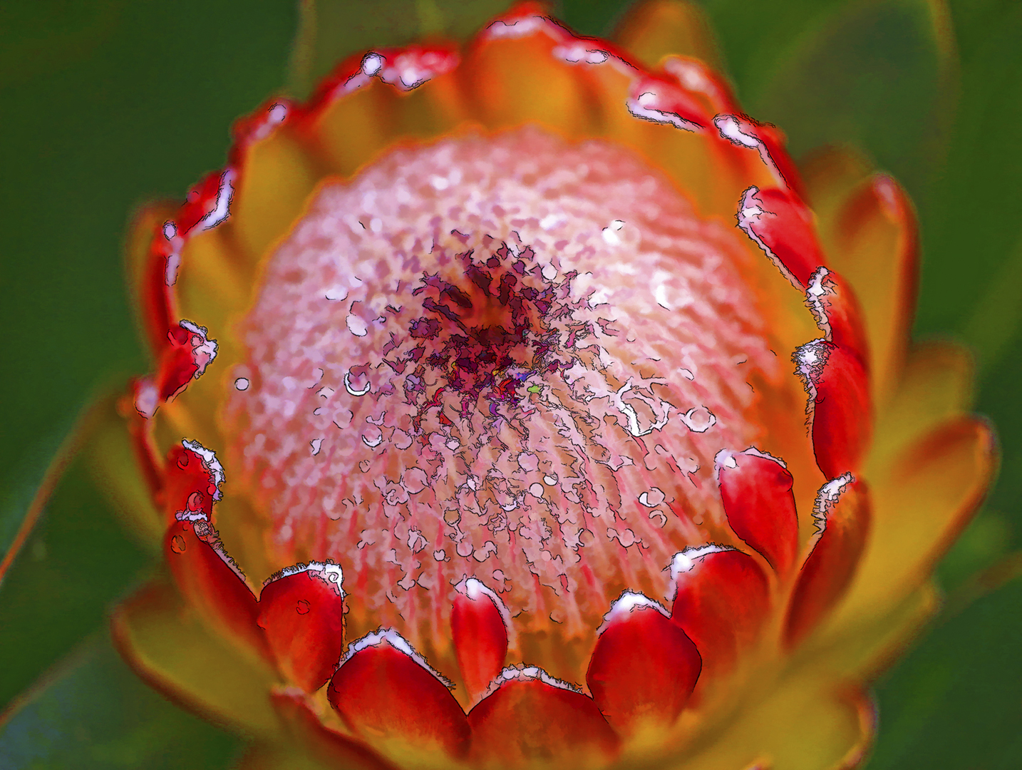 Susara Protea