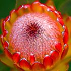 Susara Protea