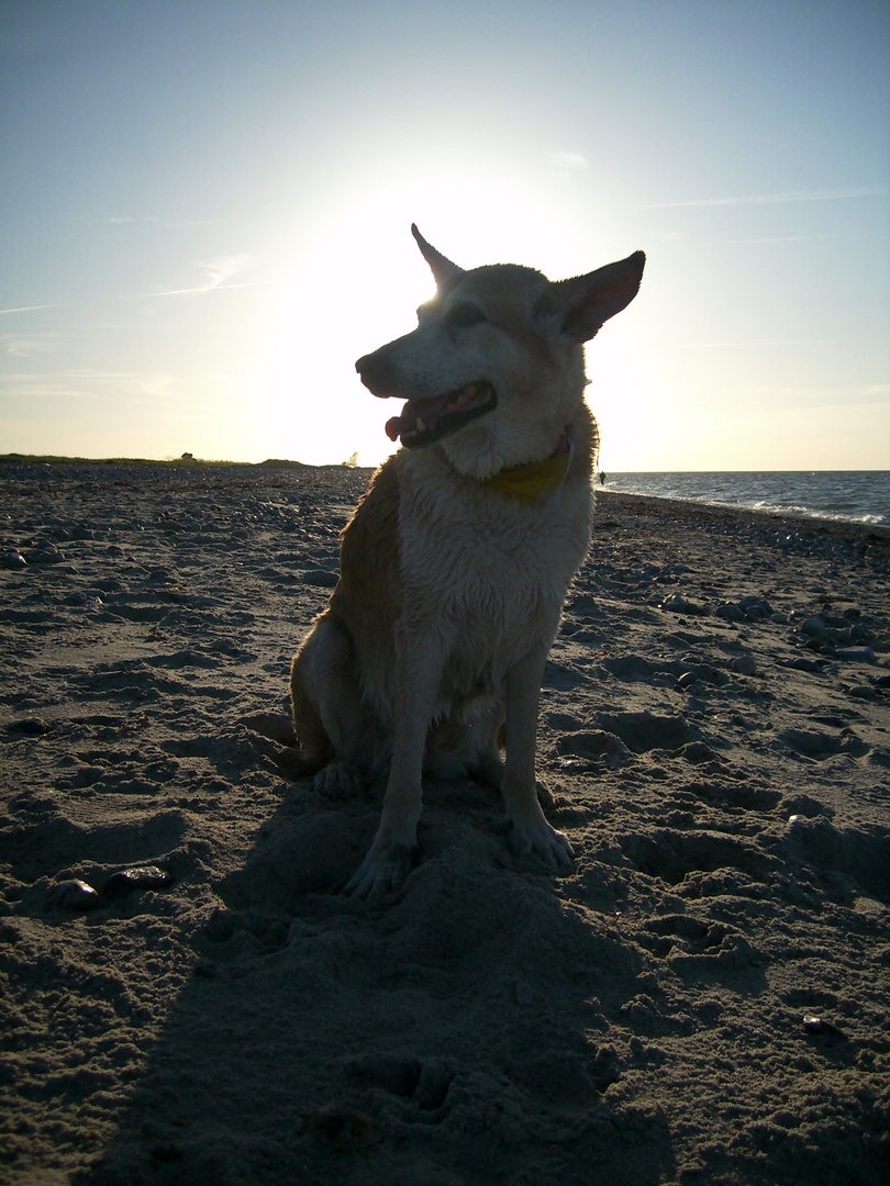 Susi am Strand