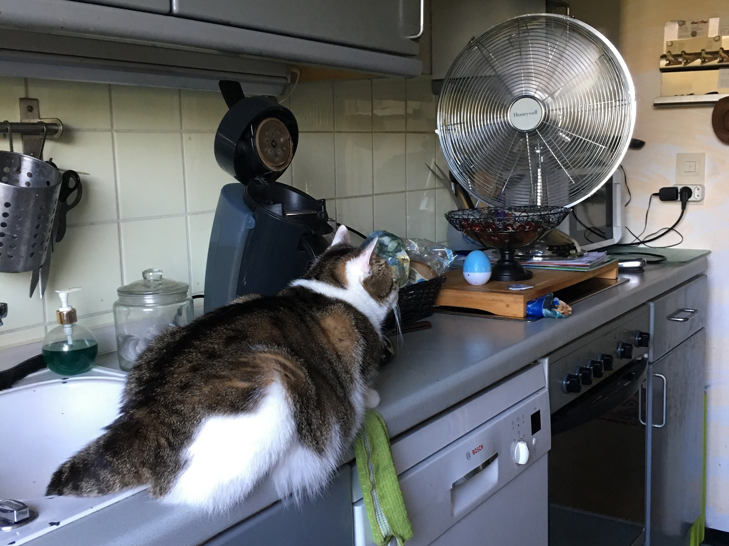 Susi bewundert unseren großen Ventilator