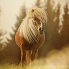 Susi, das Pony