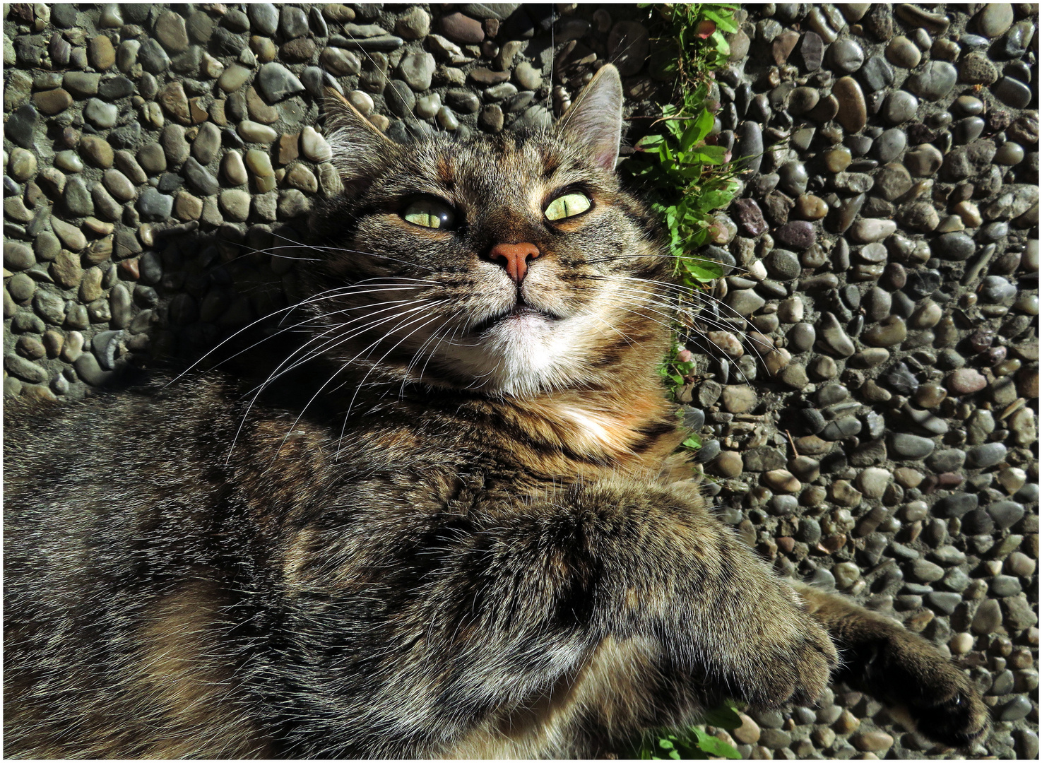 Susi fläzt in der Sonne