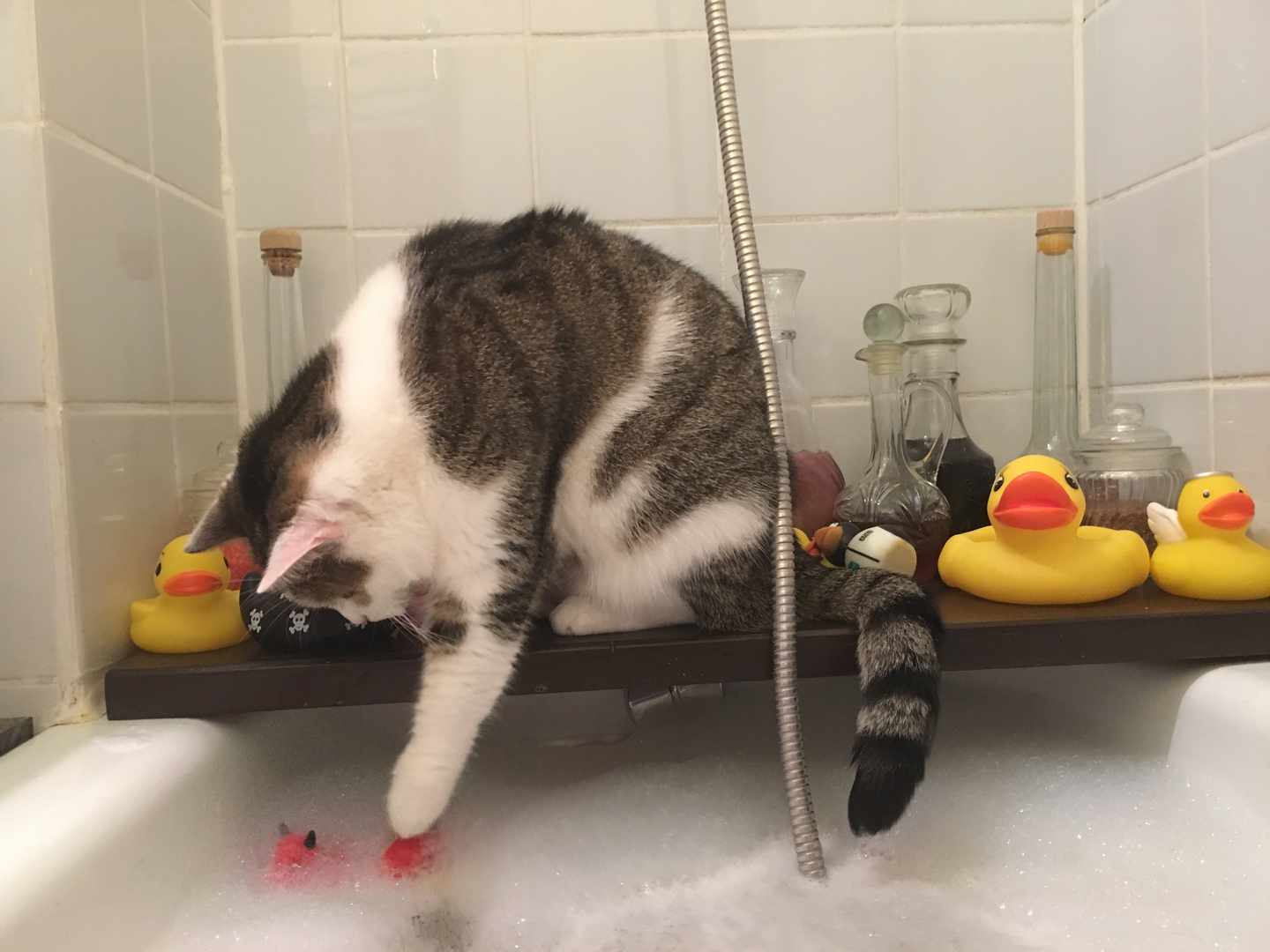 Susi spielt im Bad mit ihren Entchen
