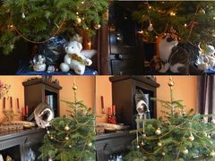 Susi und der Christbaum