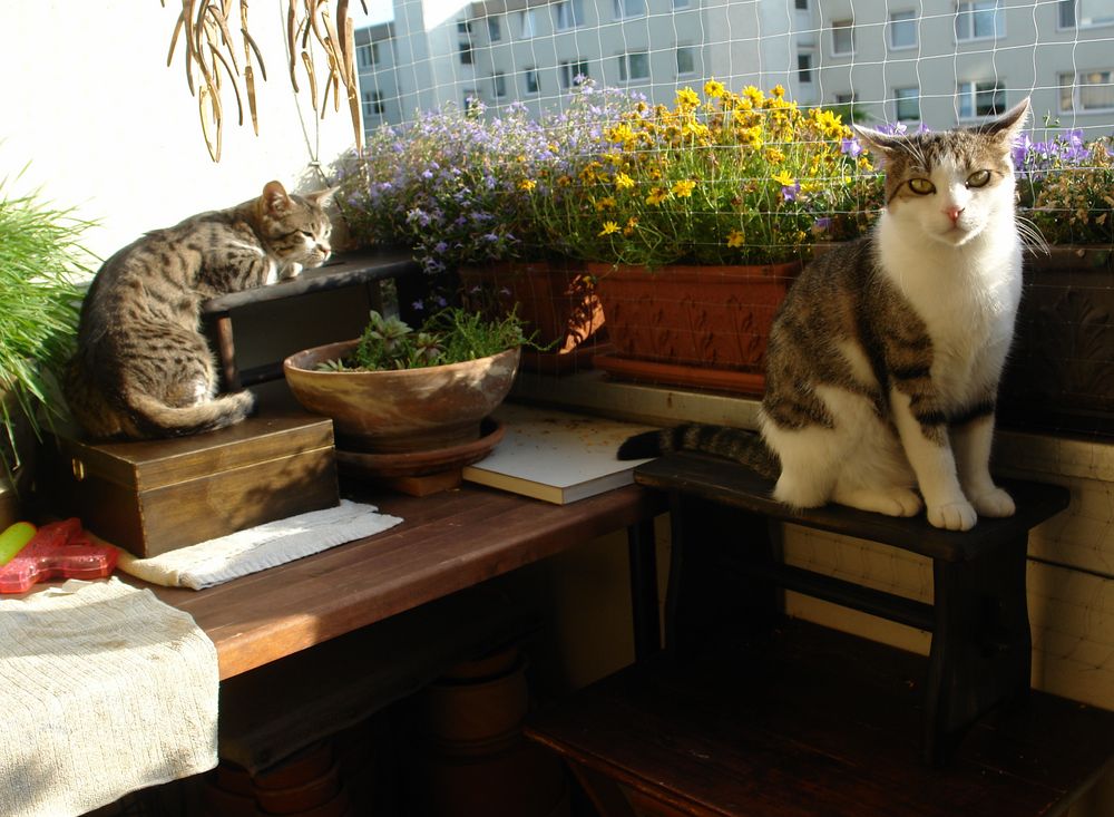 Susi und Manni auf dem Balkon