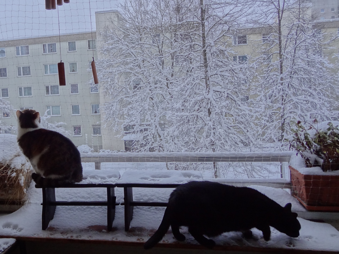 Susi und Muffin bei der Schneekontrolle