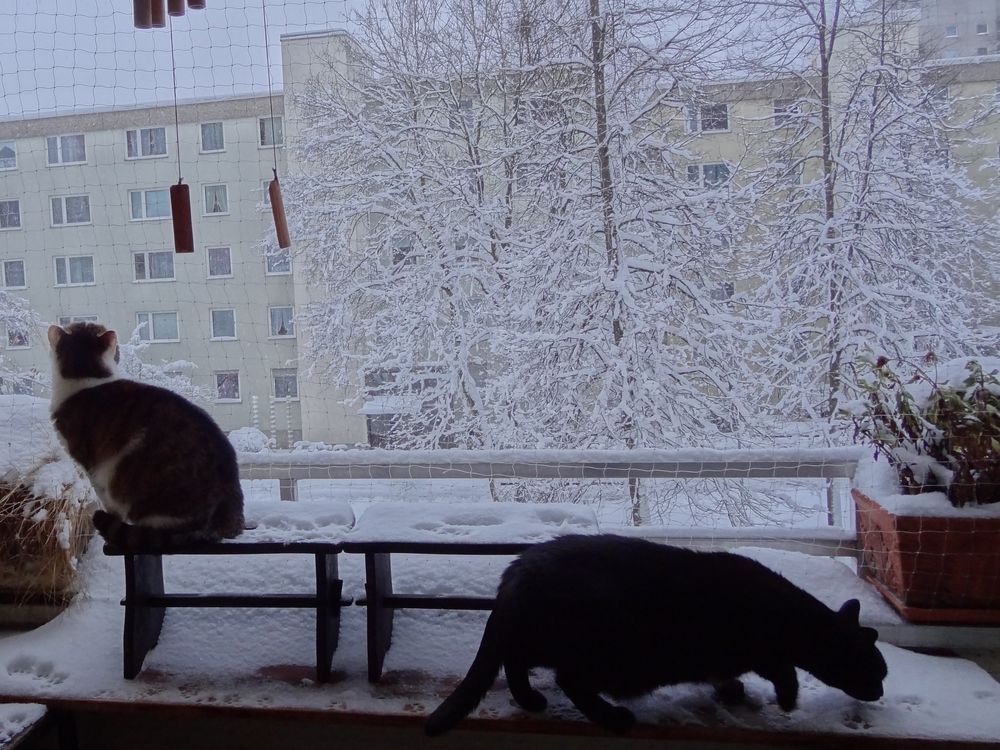 Susi und Muffin bei der Schneekontrolle