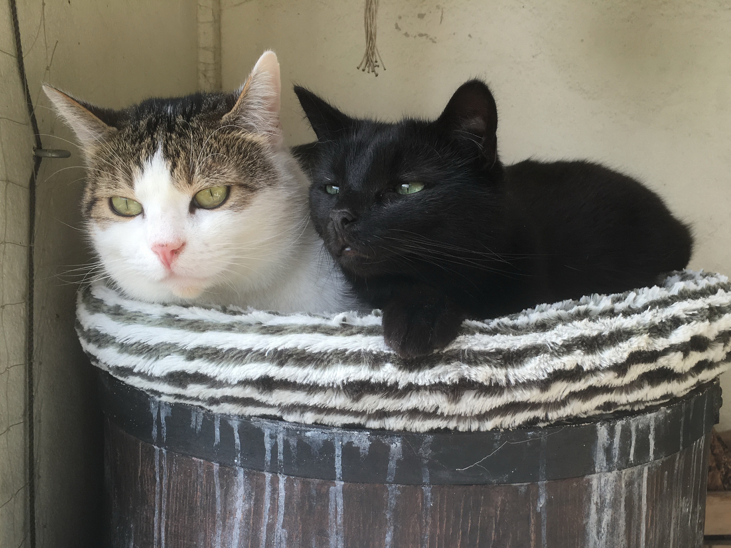 Susi und Muffin geniesen ihren Balkon