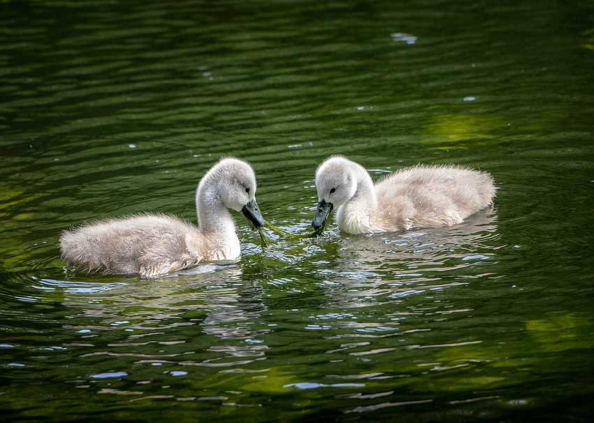 Susi und Strolch