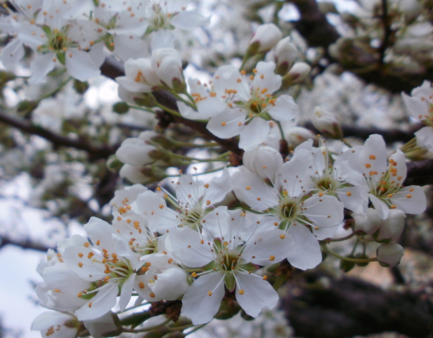 Susina gialla in fiore