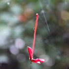 suspendido en el aire por una telaraña.