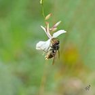 Suspendu  sur une fleur de gaura  ....