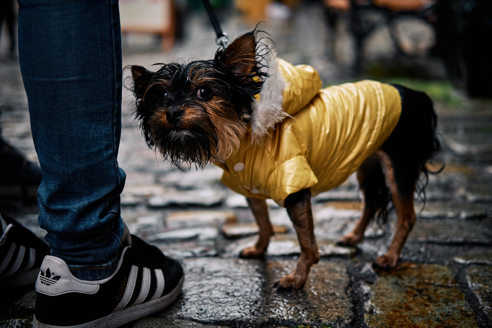 suspicios grumpy wet dog hating cameras